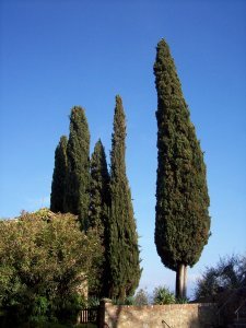 More cyprus trees...