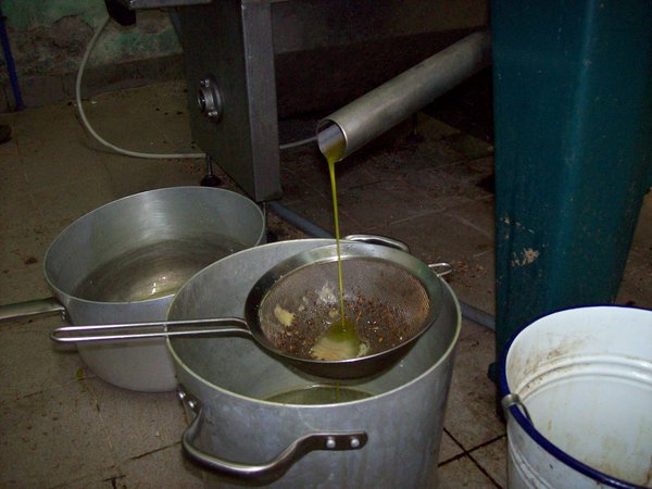 Making olive oil