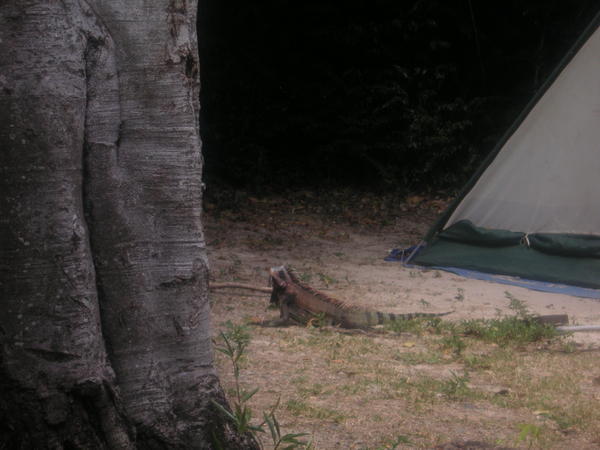 Iguana at our campsite!