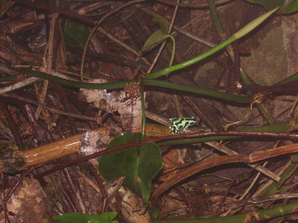 Green dart frog