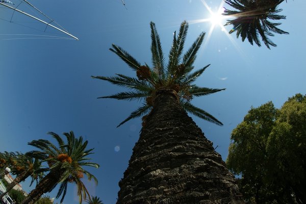 Spędzić lato pod palmami
