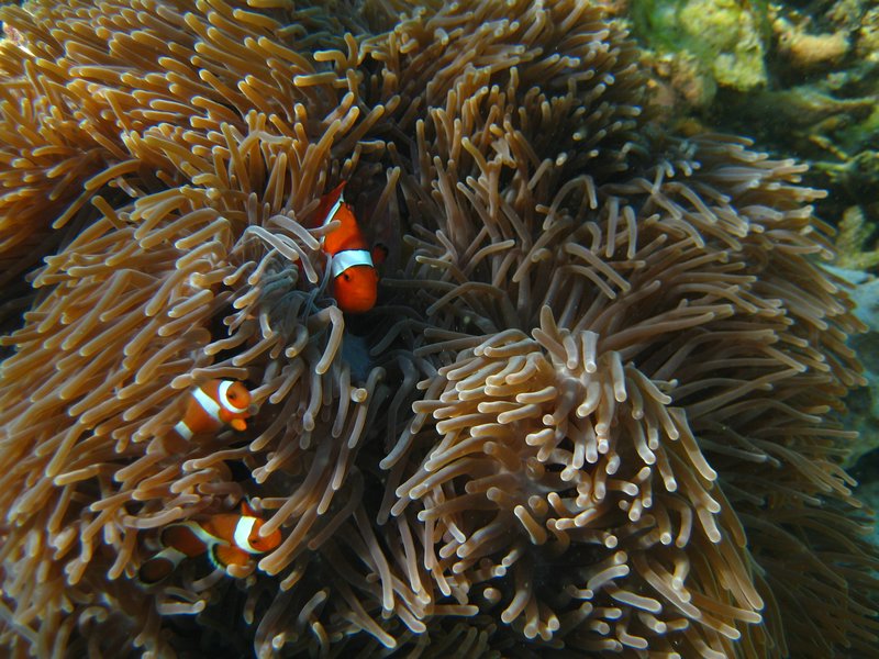 Another day, another Nemo