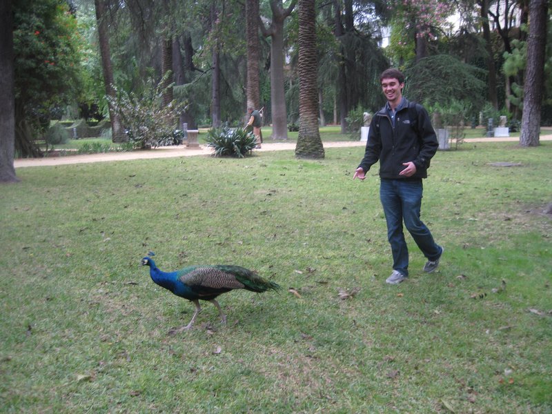 Peacock in Alcazar Garden
