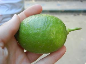 Lime!
