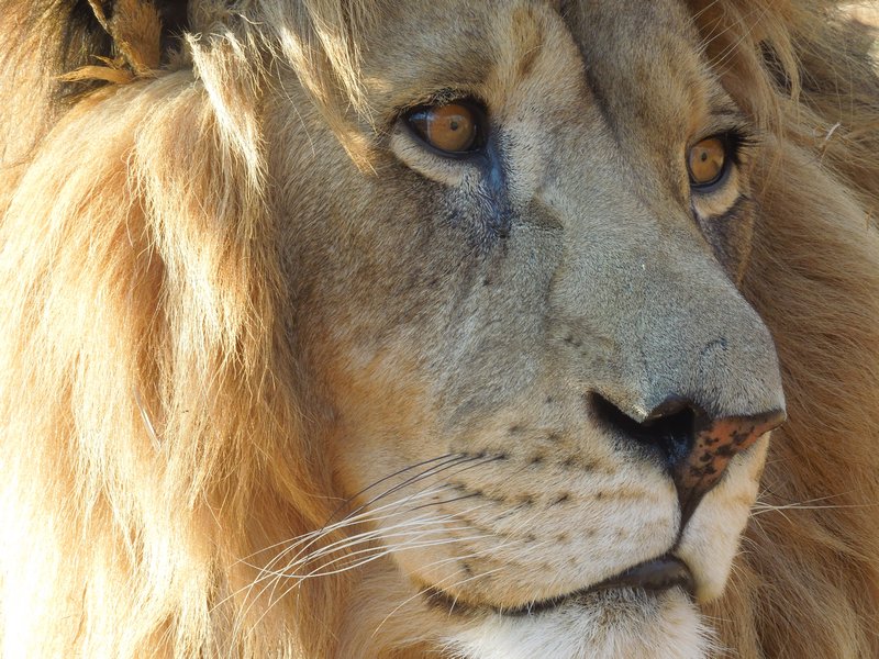 Up close with the lion
