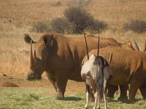 Rhino and a Sable