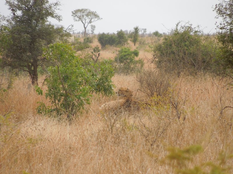 Our first sighting in Kruger: a Cheetah