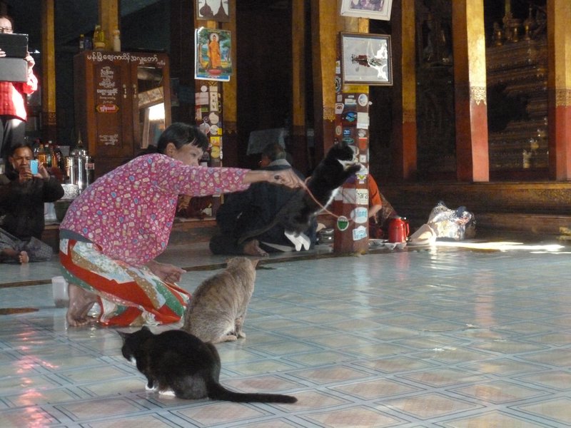 Jumping Cats Monastery