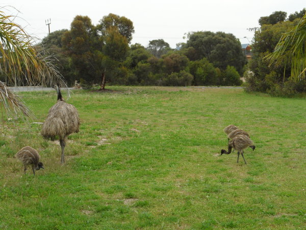 Emu & Chicks
