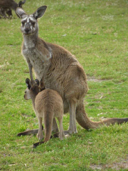 Verigated roo and joey