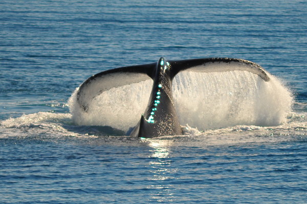 A whale of a tail