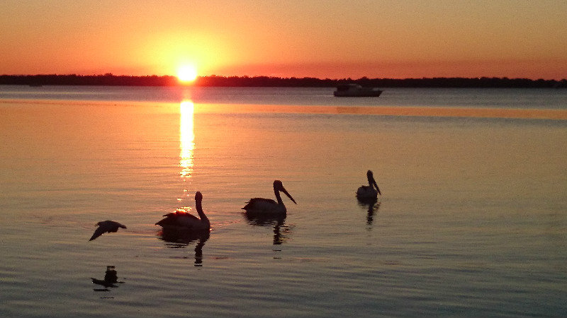 Pelicans and gulls at sunset