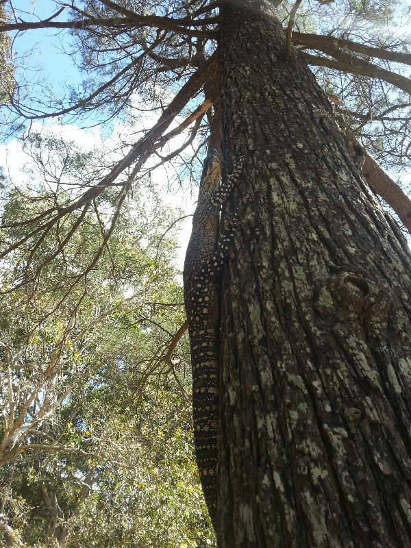 Tree goanna