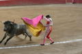 Some Bull fight action