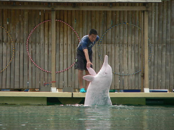 sentosa-pink dolphin