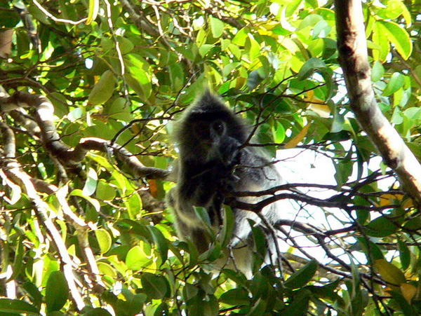 Silver leaf monkey