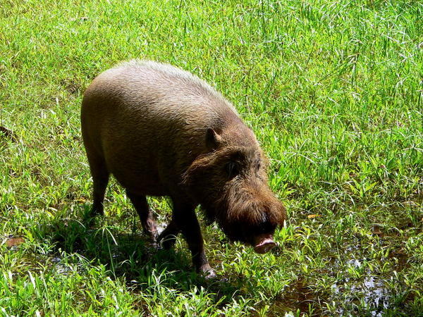 The male bearded pig