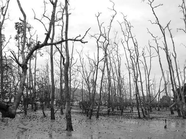 Mangrove forest 1