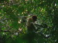 The shy proboscis monkey