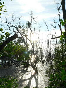 Mangrove forest 3