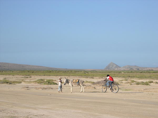 Donkeys and bicycles.