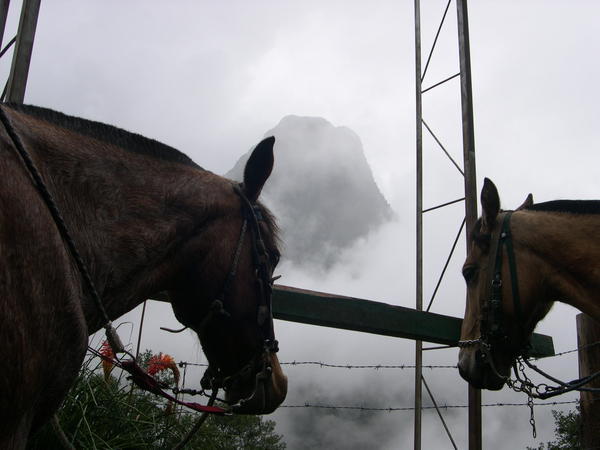 Horses and an ancient Quindio burial mountain.  