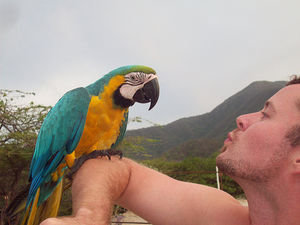 Macaw and bad facial hair