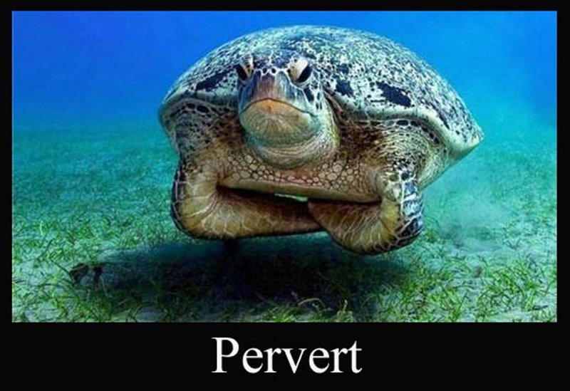 Perverts of the Sea