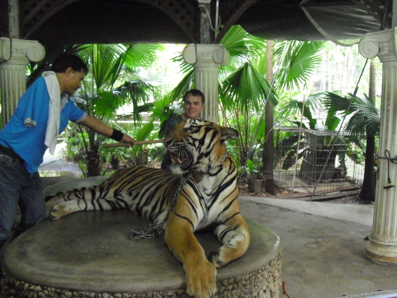 Petting a giant live tiger.