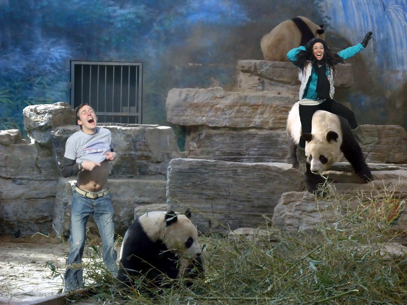 Panda Monium Photo