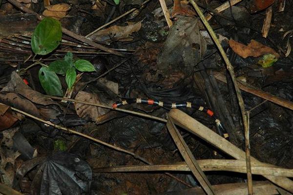Coral snake that we saw on our night walk.