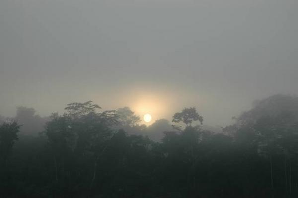 Dawn in the rainforest.
