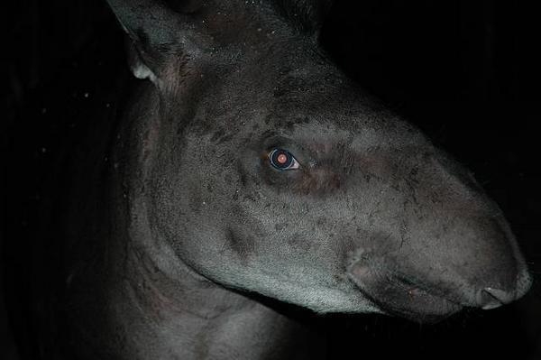 The South American tapir