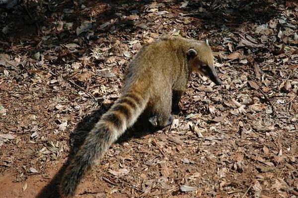 The Coati - the South American racoon