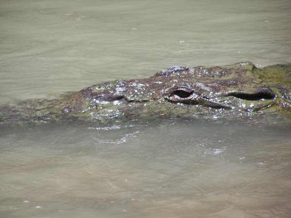 Crocodile - 4m long!
