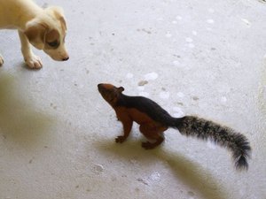 Squirrel and puppy
