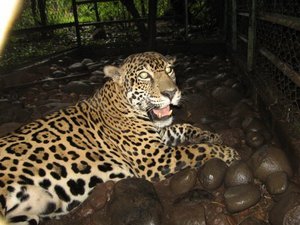 Rafa - Las Pumas Jaguar