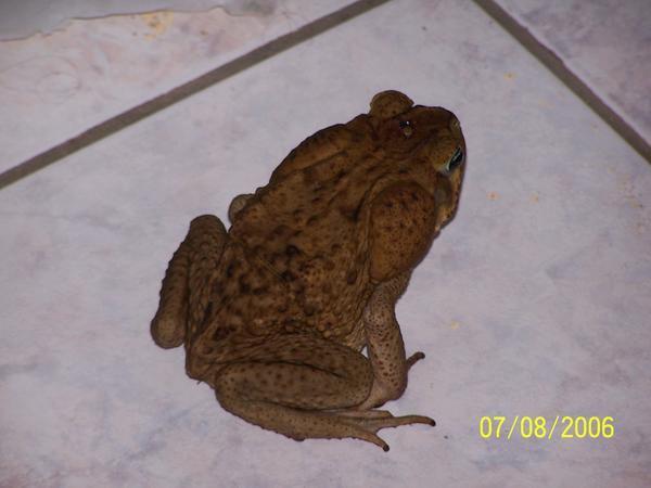 Cane Toad (Giant neotropical toad)