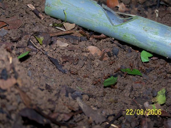 Fungus growing ants (Mycocepurus)