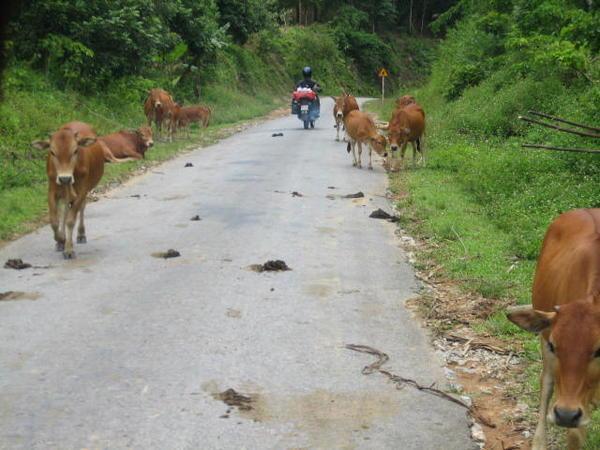 Cows Crossing Next 600km