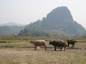 Buffalo graze on the dried up rice paddies