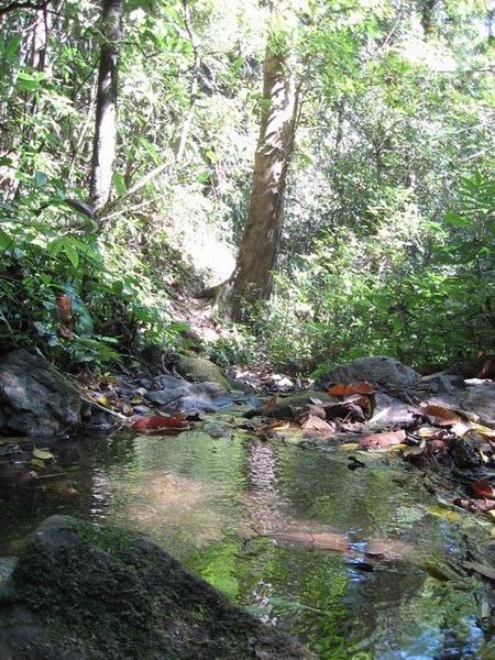Jungle Stream