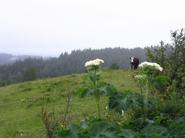 Misty mountainside  - white-faced cow