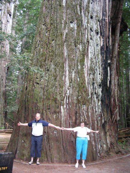 Was this the biggest tree ?