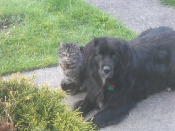 Shadow with Cleo the Cat