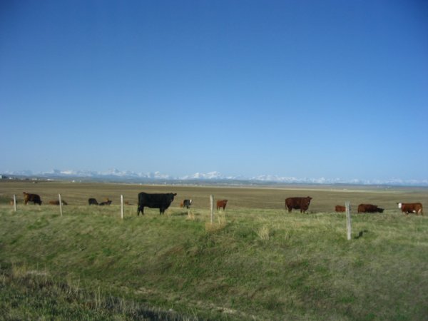 Cattle on the range