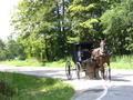 Amish Horse & Buggy 3