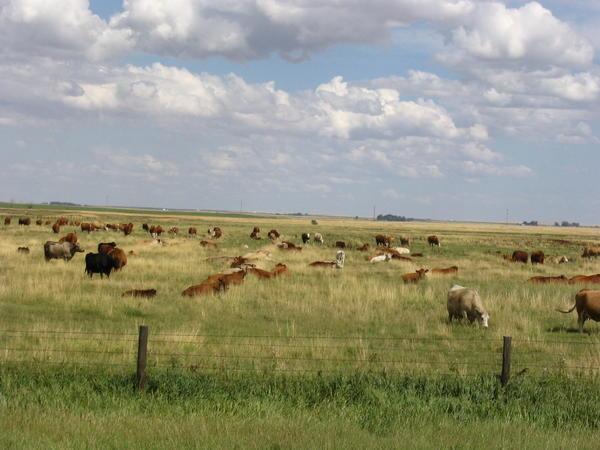 Livestock Grazing in good grass.