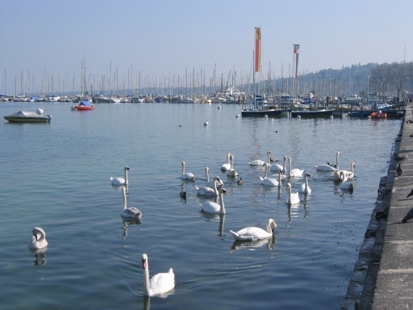 Residents of the Lac Leman 