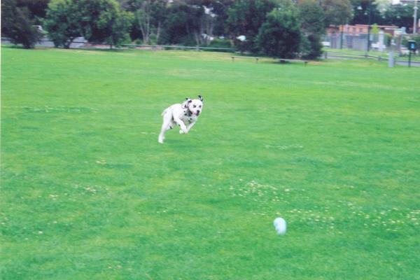 Sam running after his ball